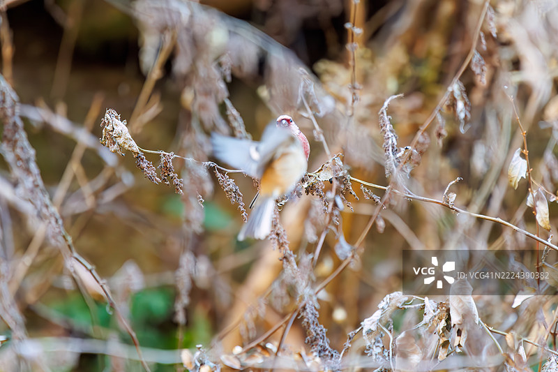 一群可爱的长尾红雀（Uragus sibiricus，雀科）在用餐时，拍打着翅膀飞出去。图片素材