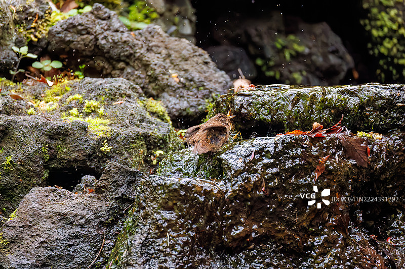 可爱的欧亚鹪鹩（Troglodytes troglodytes，属于灯笼鱼科）体型小巧，声音嘹亮，正在春天里欢快地鸣叫。图片素材