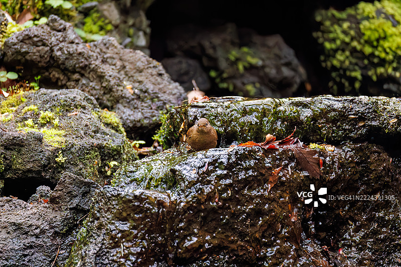 可爱的欧亚鹪鹩（Troglodytes troglodytes，属于灯笼鱼科）体型小巧，声音嘈杂而急促。正在春天里洗澡。图片素材
