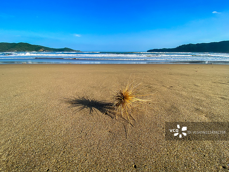 沙滩上的海岸针叶草干草图片素材