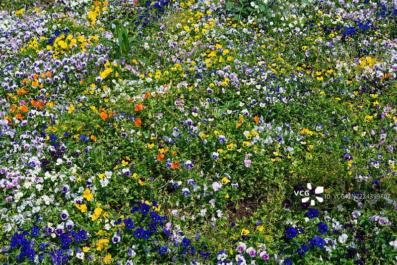 五彩缤纷的野花背景图片素材