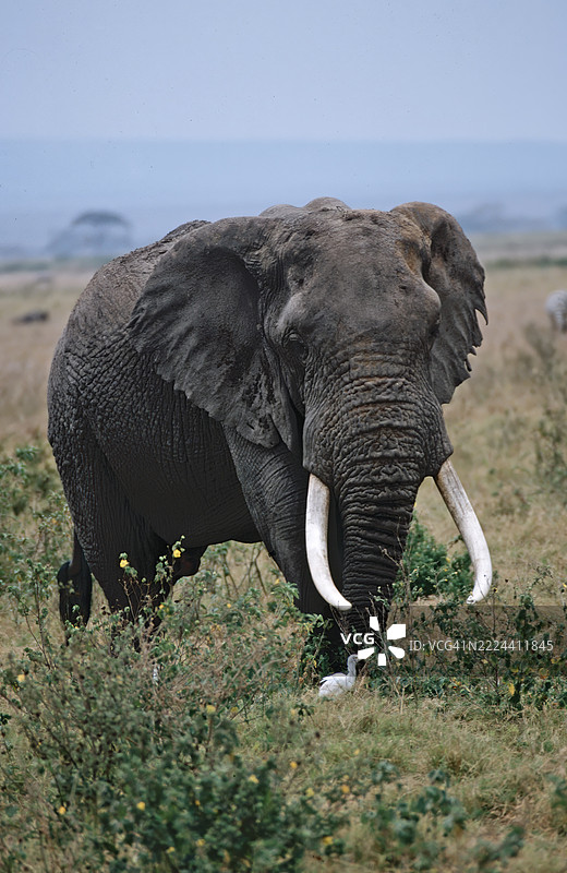 马拉地区的雄性大象图片素材