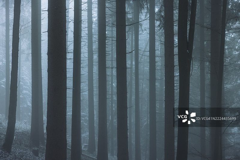 森林中的雾图片素材