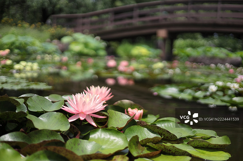 夏季池塘美丽的景色，盛开着美丽的睡莲图片素材