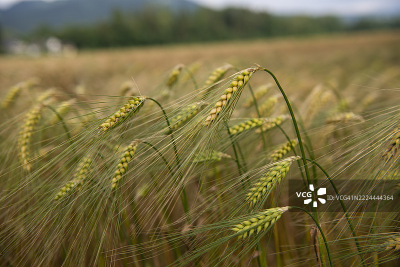 小麦穗的特写，金色的谷粒紧密排列在茎上，细长的芒刺向外伸展，奥地利萨尔茨堡。图片素材