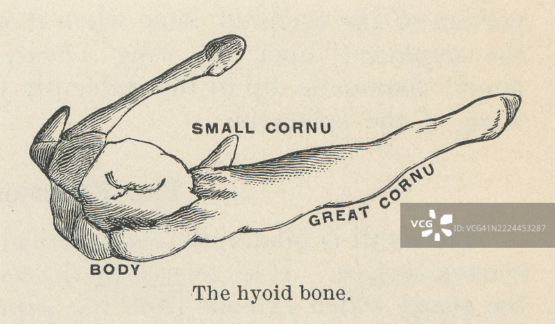 旧版雕刻插图显示舌骨（舌骨或舌骨），这是一个马蹄形的骨头，位于颈部前中线，介于下巴和甲状软骨之间。图片素材