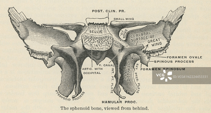 古老的解剖学雕刻插图 - 蝶骨，神经颅的单一骨骼，位于颅骨中部靠前的位置，在枕骨基底部分的前面。图片素材