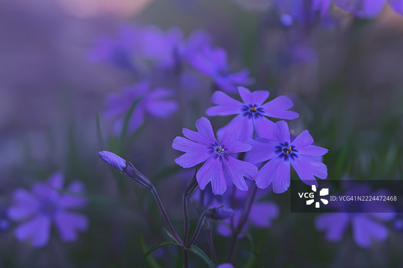 紫色美丽的福禄考图片素材