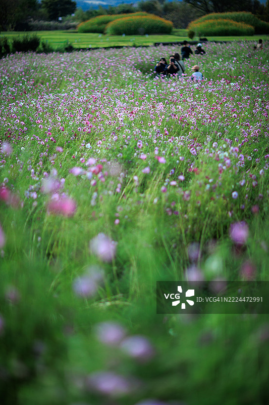 熊本县南阿苏村的十月宇宙花田图片素材