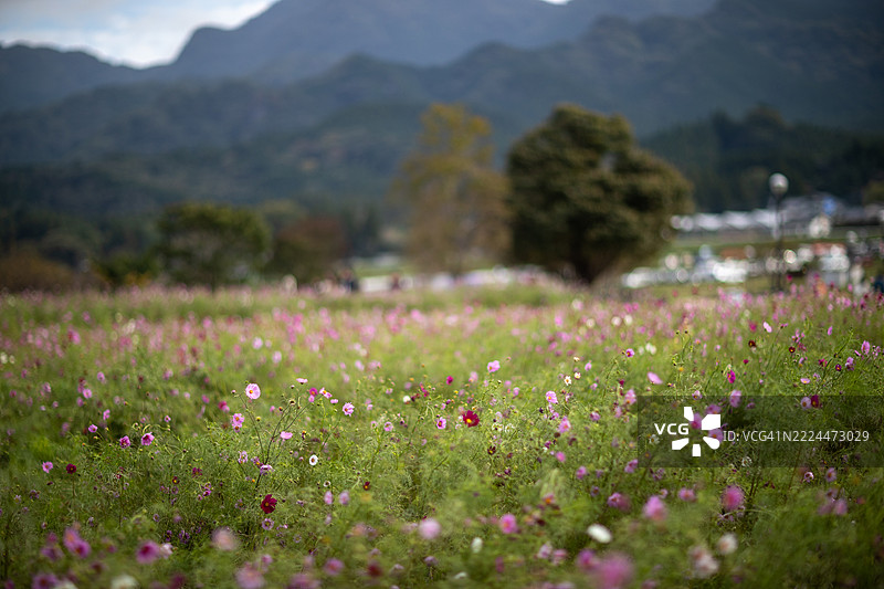 熊本县南阿苏村的十月宇宙花田图片素材