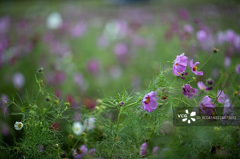 熊本县南阿苏村的十月宇宙花田图片素材