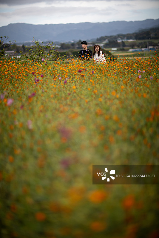 熊本县南阿苏村的十月宇宙花田图片素材