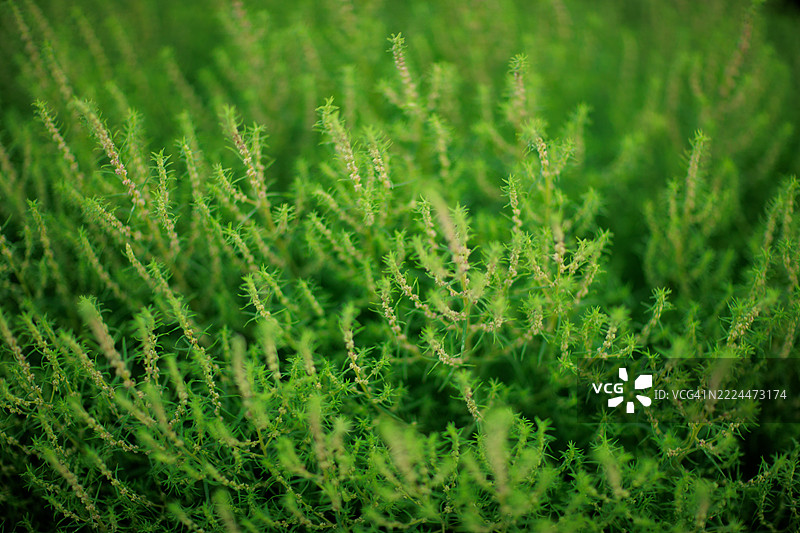 狗尾草（夏季柏）图片素材