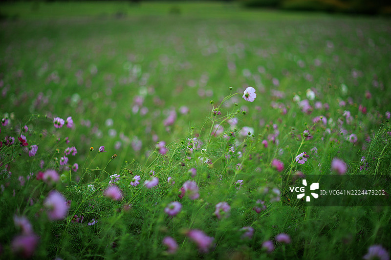 熊本县南阿苏村的十月宇宙花田图片素材