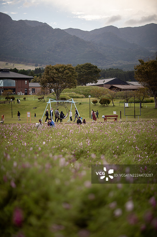 熊本县南阿苏村的十月宇宙花田图片素材