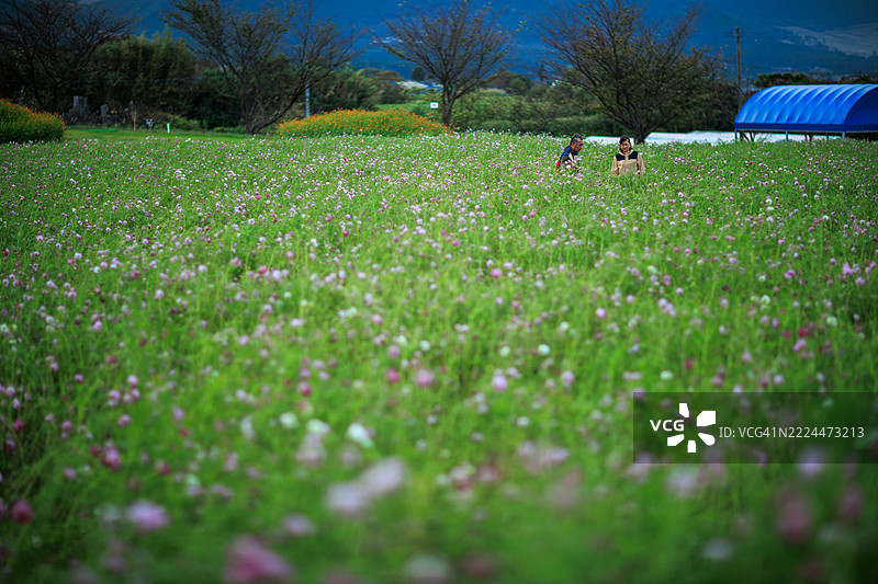 熊本县南阿苏村的十月宇宙花田图片素材