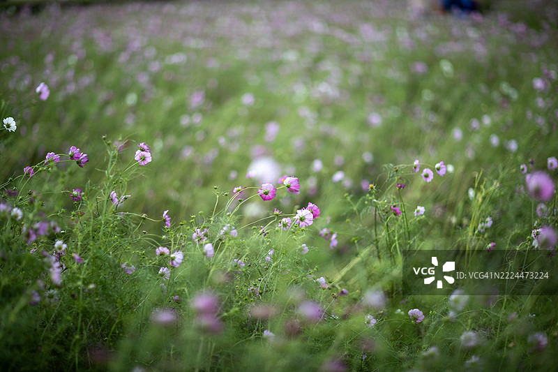 熊本县南阿苏村的十月宇宙花田图片素材