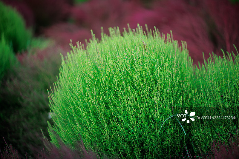 夏季柏 (Kochia)图片素材