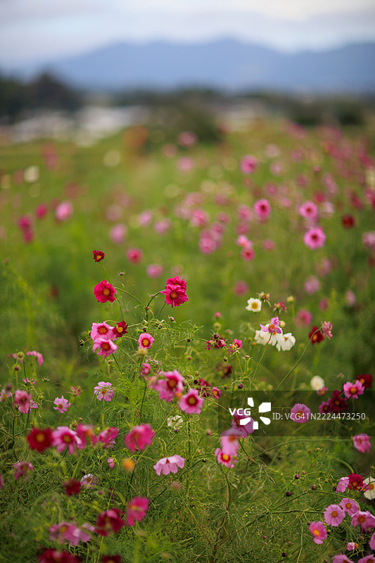 熊本县南阿苏村的十月宇宙花田图片素材