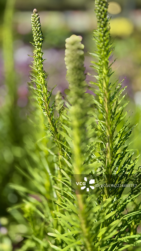 密集的火焰星（Liatris spicata）植物特写生长图图片素材