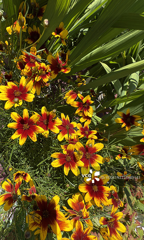 多色亚利桑那菊（Bidens Aurea）处于花蕾、盛开和特写状态图片素材