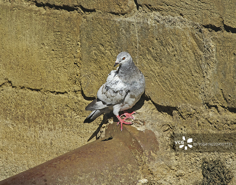 野鸽 [Columba livia domestica]。图片素材
