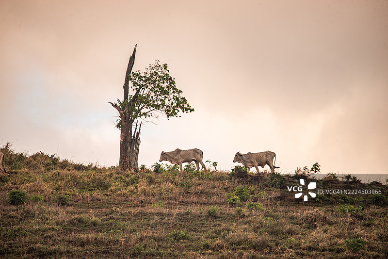 被砍伐的亚马逊雨林中的牛群图片素材
