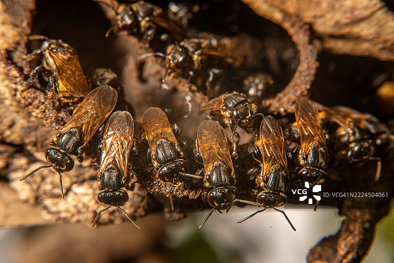 无刺蜜蜂群落图片素材