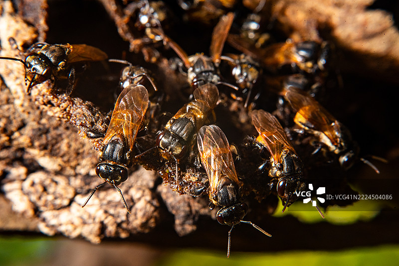 无刺蜜蜂群落图片素材