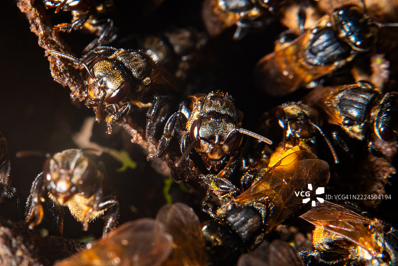 无刺蜜蜂群落图片素材