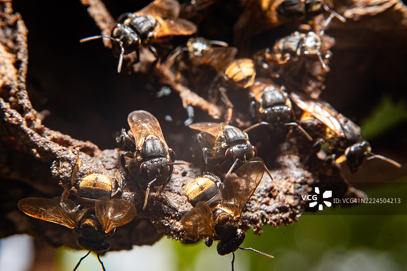 无刺蜜蜂群落图片素材