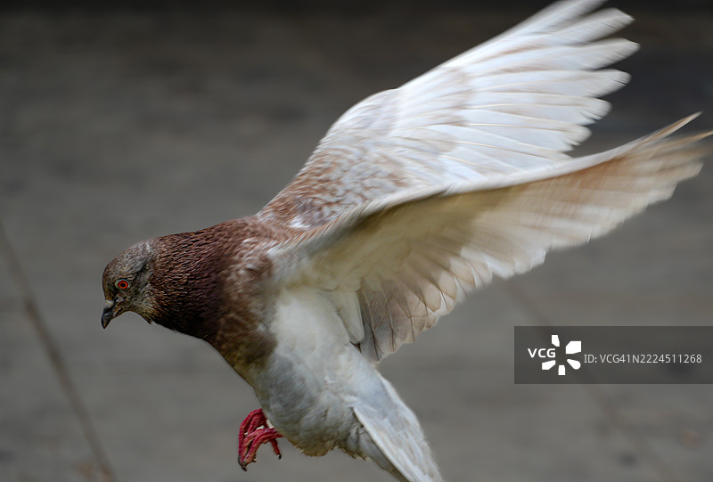 鸽子飞翔着降落，翅膀张开图片素材