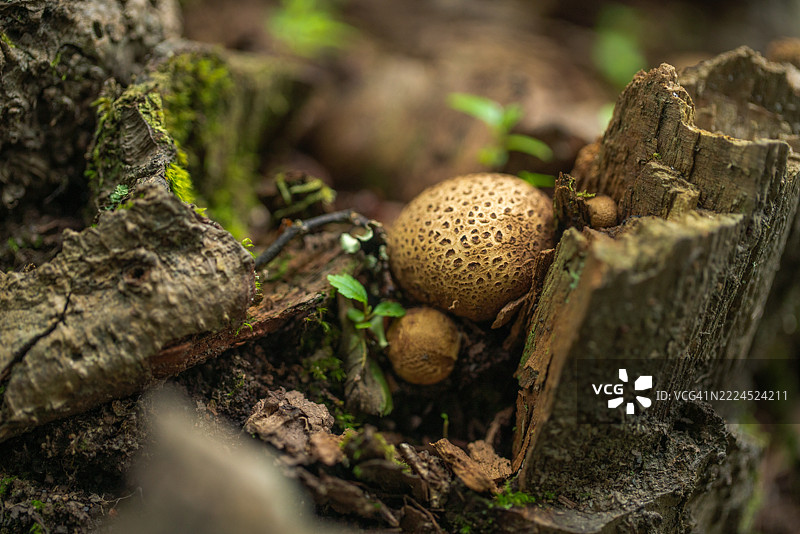 森林中生长的野生蘑菇特写，周围环绕着自然元素图片素材