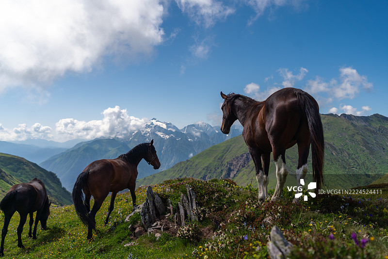 宁静的马群在壮丽的山景和绚丽的天空下吃草图片素材