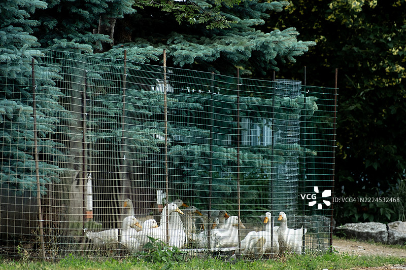 夏天院子里的笼子里的鸭子图片素材