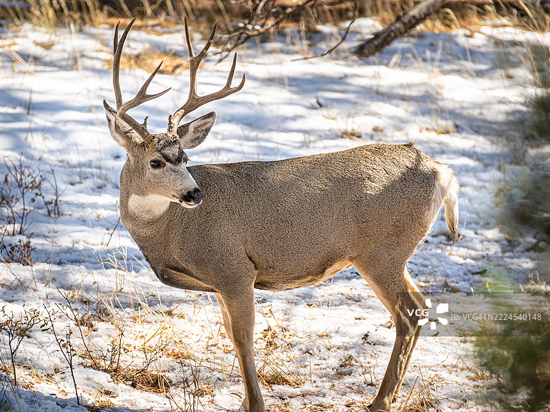 科罗拉多州美国雪覆盖的田野上站着的红鹿肖像图片素材