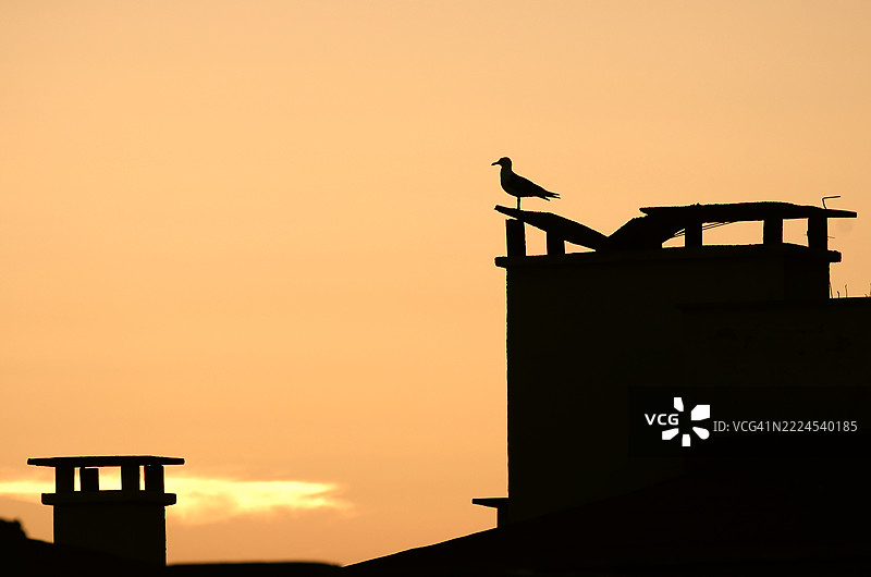 黄昏时分，土耳其奥尔杜，一只鸟的剪影栖息在建筑物上，低角度视图。图片素材