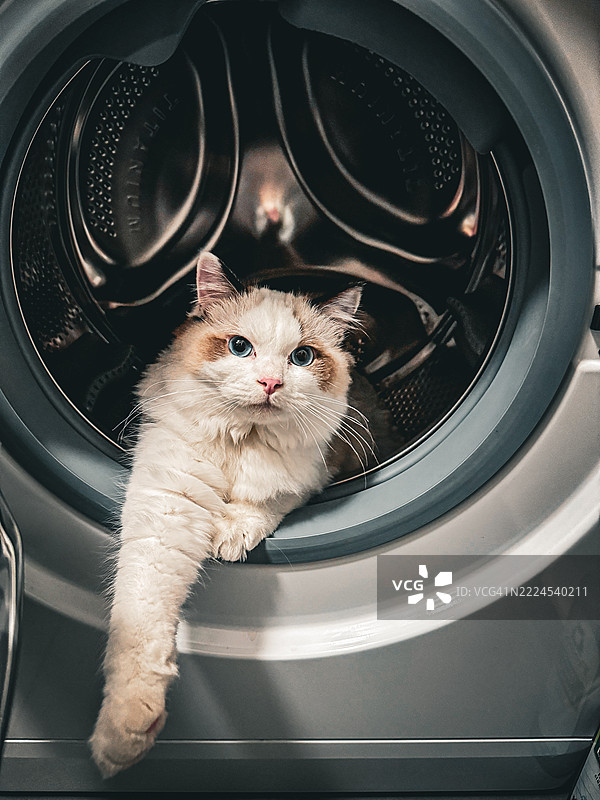 汽车里的猫肖像，斯洛伐克图片素材