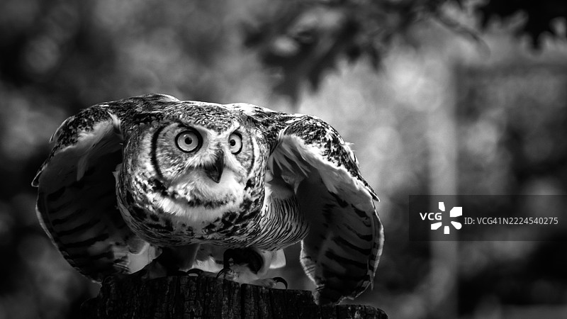 猫头鹰特写，普拉迪纳斯，奥克西塔尼，法国图片素材