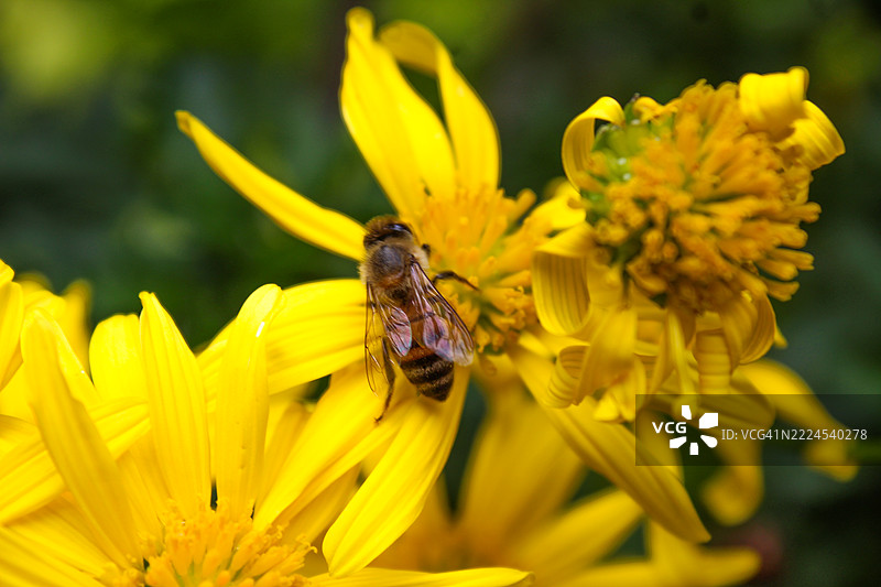 蜜蜂在黄色花朵上的特写，圣米格尔德阿连德，瓜纳华托，墨西哥图片素材