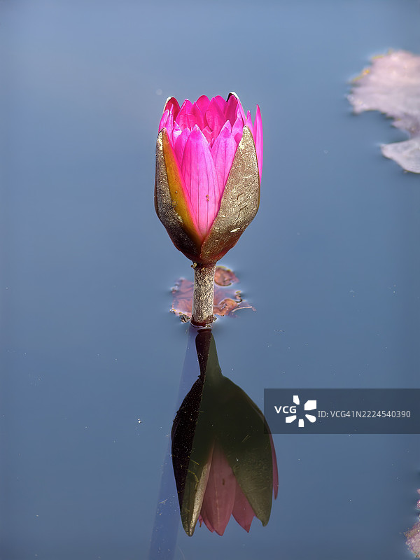 不列颠哥伦比亚省，加拿大湖中的粉色睡莲特写图片素材