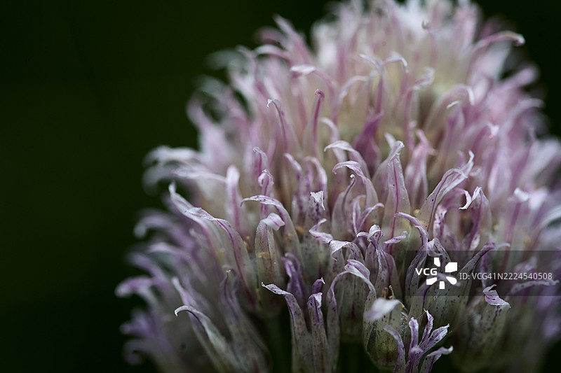粉色花朵特写，华盛顿州雷德蒙德，美国图片素材