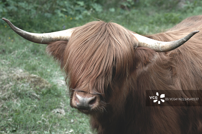 挪威的水牛特写图片素材