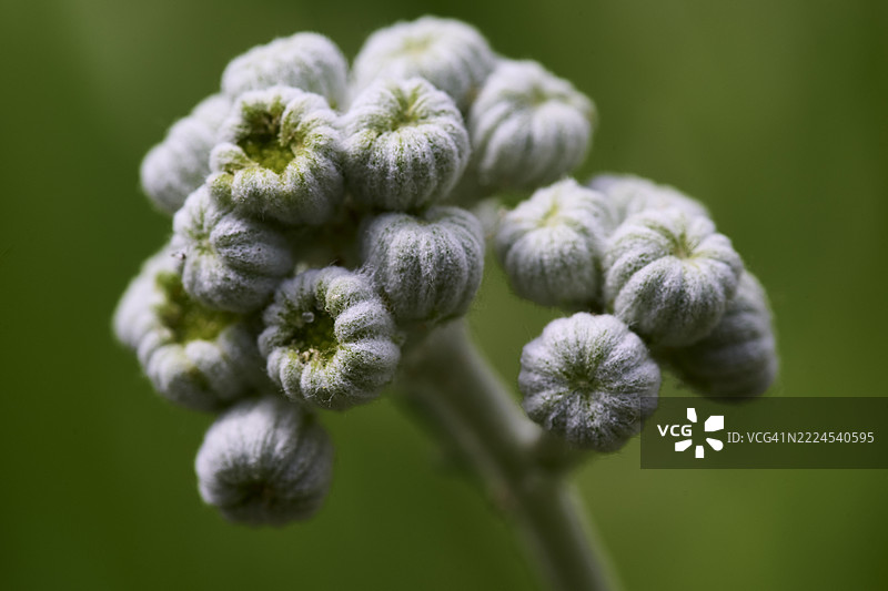 盛开的植物特写，华盛顿州雷德蒙德，美国图片素材