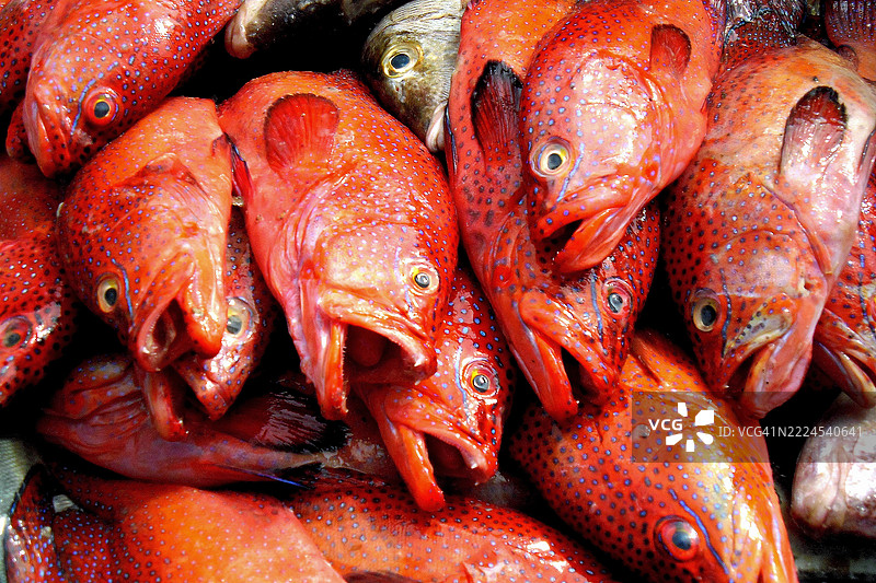 整幅画面展示了海鲷，位于佛得角的普拉亚。图片素材