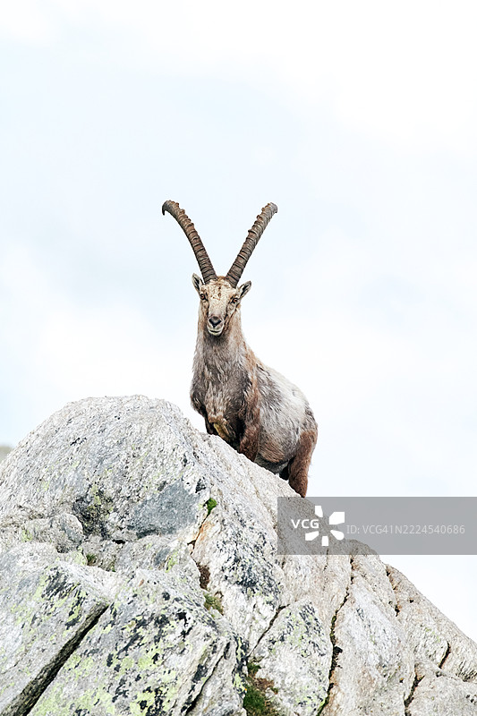 低角度视图的山羊在岩石上，背景是天空，瑞士图片素材