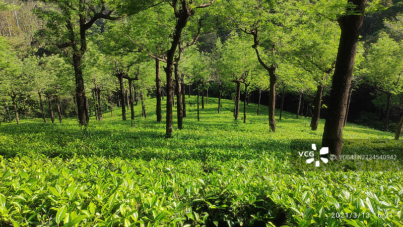 印度泰米尔纳德邦提鲁内尔维的森林中的树木图片素材