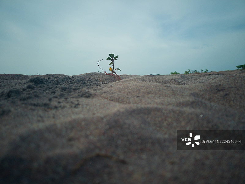 印度泰米尔纳德邦提鲁内尔维利的天空与土地的美丽景色图片素材