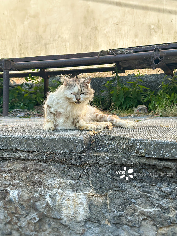 阳光明媚的日子里，一只猫坐在挡土墙上的特写镜头，保加利亚多布里奇的巴尔奇克图片素材