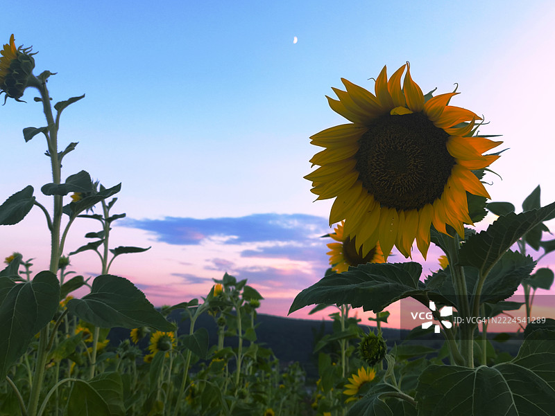 向日葵特写与天空背景图片素材
